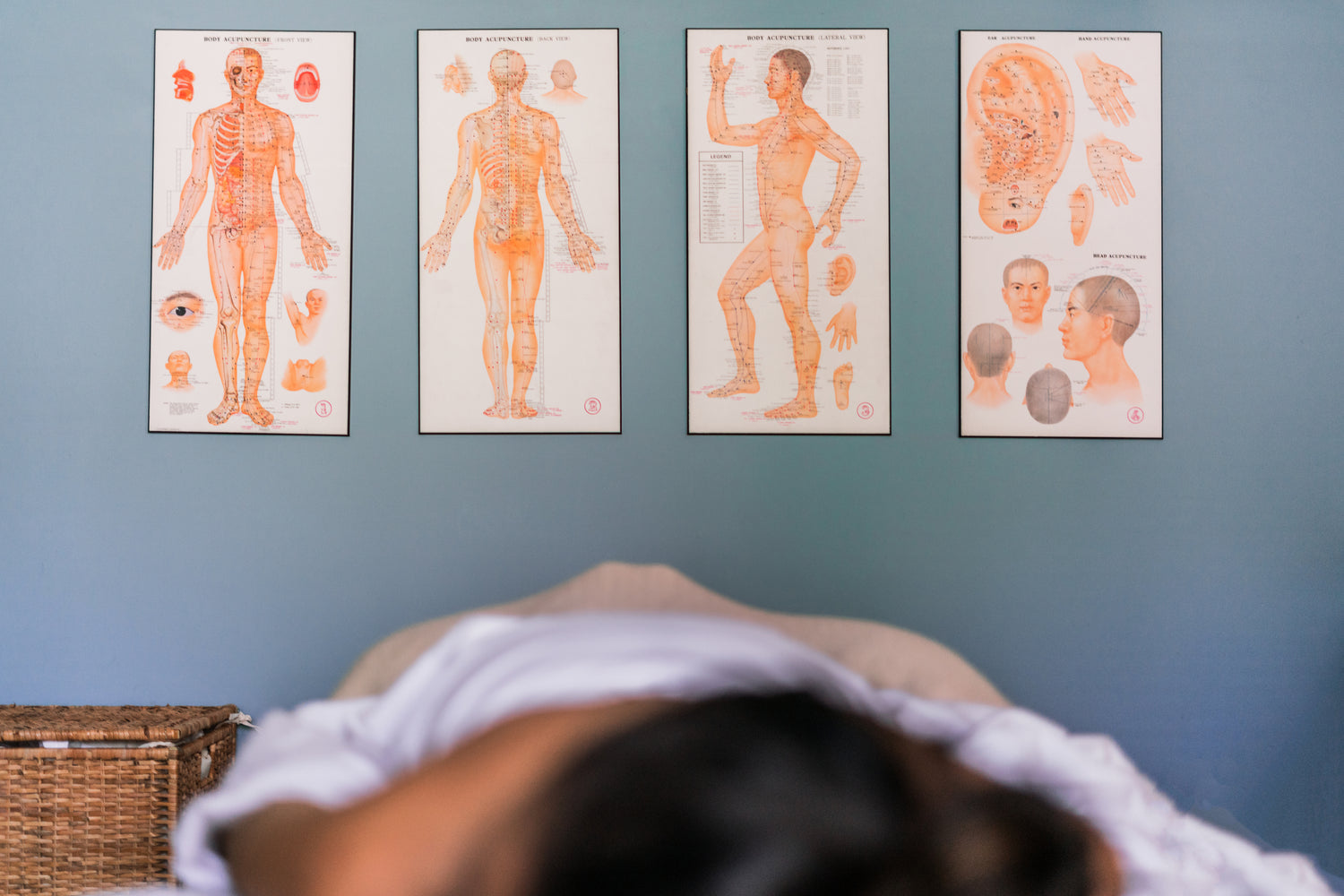 Massage reference charts on wall showing the body muscular strucure.
